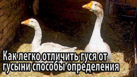 Поведенческие признаки пола гуся