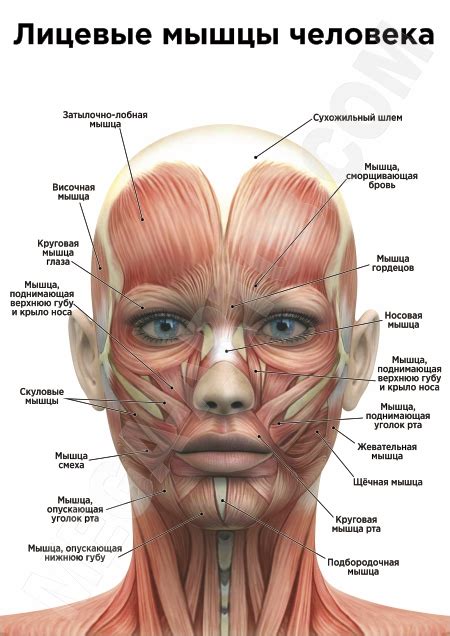 Поведенческие факторы и нагрузка на лицевые мышцы