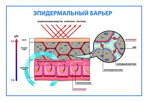 Повреждение защитного барьера организма