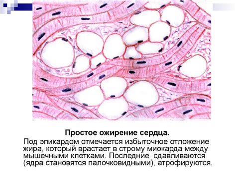 Повреждение клеток ростового центра