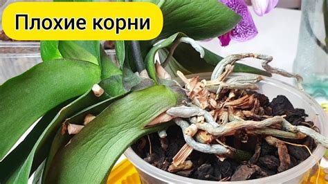 Повреждение корней во время пересадки