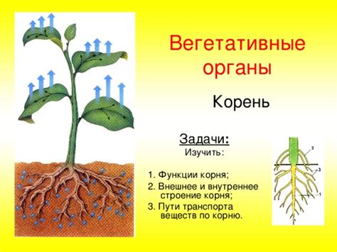 Повреждение корней и транспорт влаги