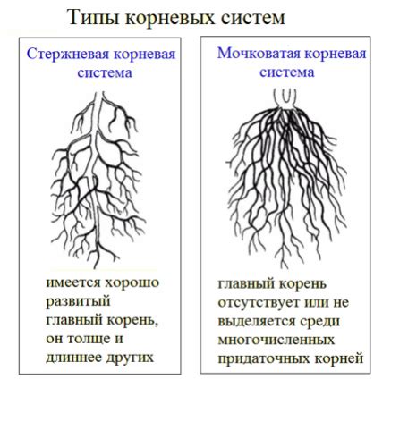 Повреждения корней и ствола