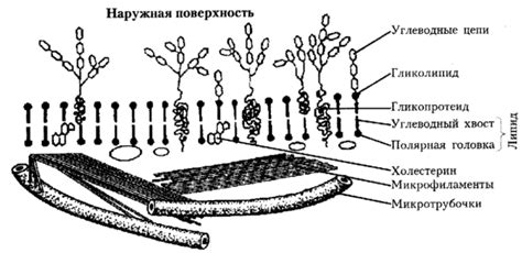 Повреждения мембраны