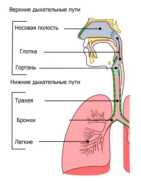 Повреждения носа и дыхательные пути