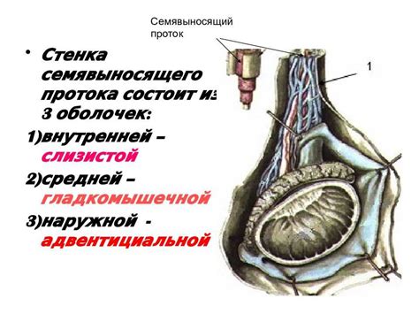 Повреждения семявыносящих протоков и нарушение плотности спермы