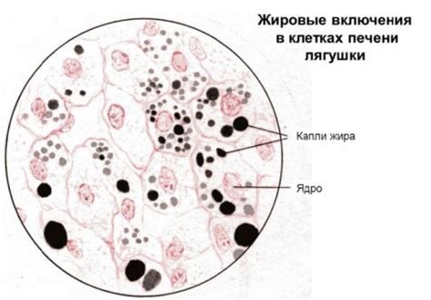 Повреждения яичных желточных бланшей