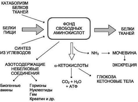 Повышение метаболических процессов