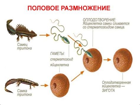 Повышение плодовитости и размножение животных