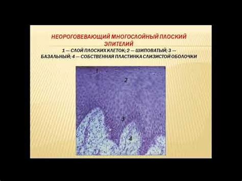 Повышение риска раздражения слизистой оболочки