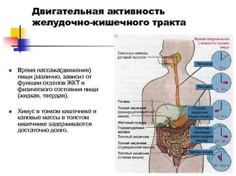 Повышенная активность желудочно-кишечного тракта