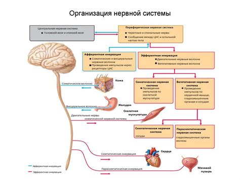 Повышенная нагрузка на нервную систему