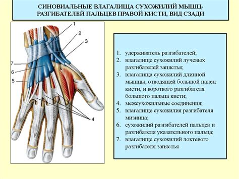 Повышенная нагрузка на сухожилия пальцев рук