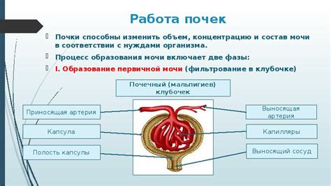 Повышенная работа почек