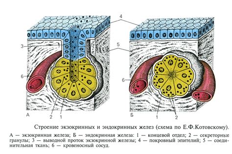 Повышенная секреция слюнных желез