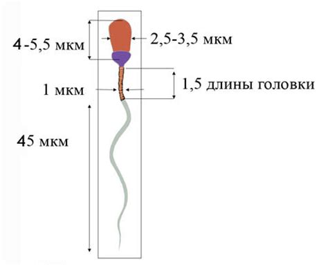 Повышенное сгущение спермы в яичках