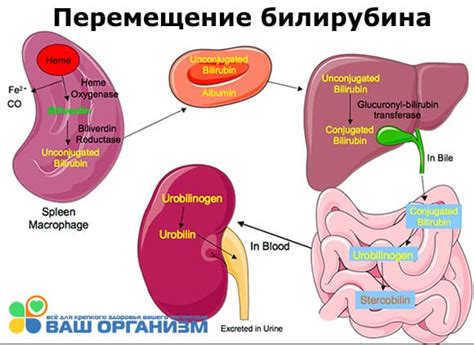 Повышенный билирубин как симптом других заболеваний