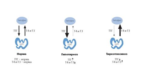 Повышен т4 при нормальном ттг