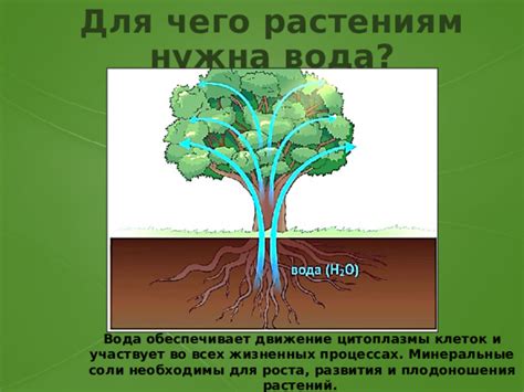 Поглощение воды и минеральных веществ