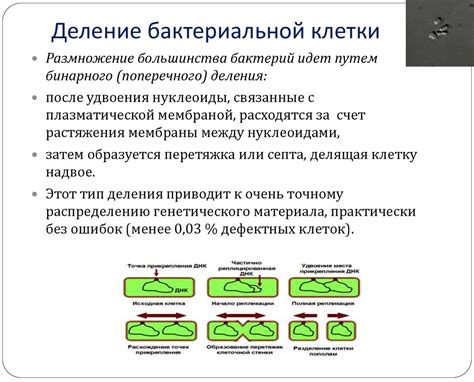 Подавление роста бактерий и грибков