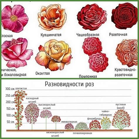 Подбор качественных роз