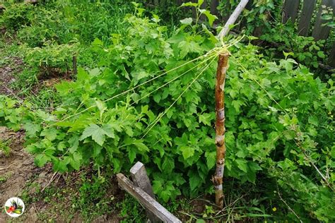 Подвязка кустов смородины к опоре