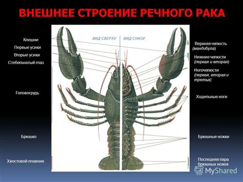 Подготавливаем и приклеиваем ноги и клешни