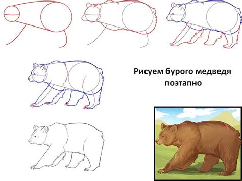 Подготовительные этапы для рисования медведя