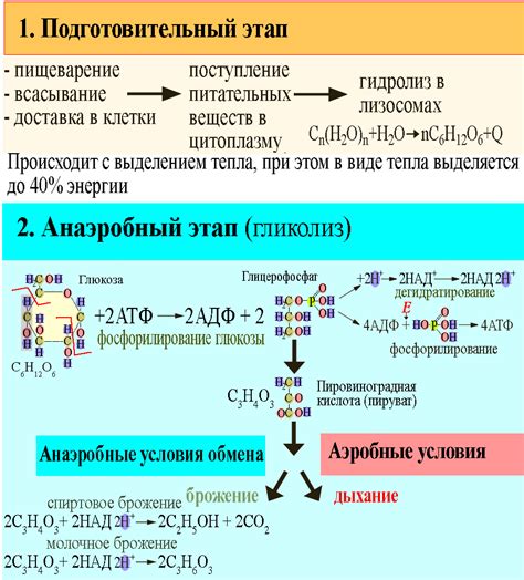 Подготовительный этап и утренняя очистка