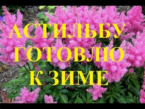 Подготовка астильбы к зиме: важные советы и рекомендации