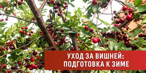 Подготовка вишней для кипячения