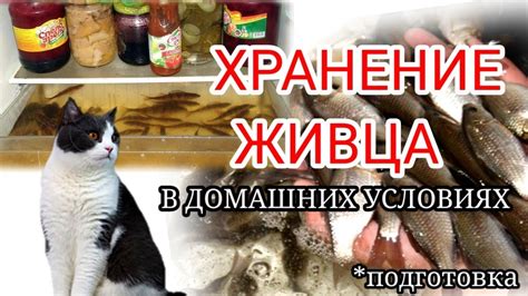 Подготовка и организация рыбалки в домашних условиях