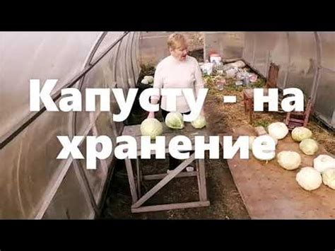 Подготовка капусты к хранению