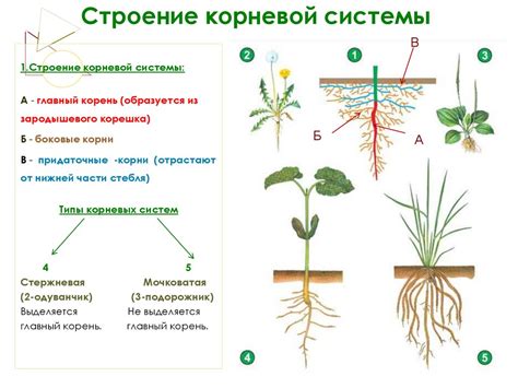 Подготовка корневой системы