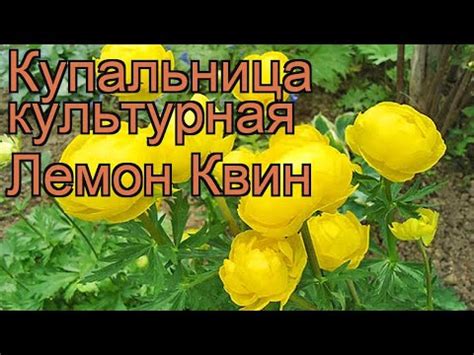 Подготовка купальницы и ванны