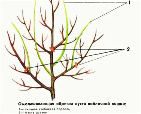 Подготовка к обрезке макушки вишни