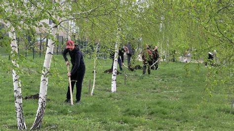 Подготовка к посадке деревьев в ноябре