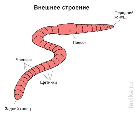 Подготовка к рисованию дождевого червя: