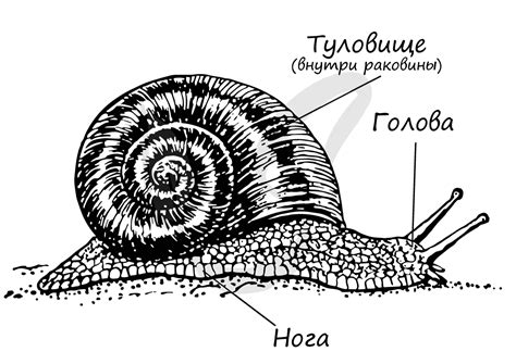 Подготовка к рисованию моллюска