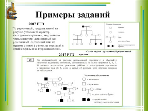 Подготовка к созданию родословной