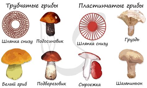 Подготовка места и посадка грибов: основные шаги