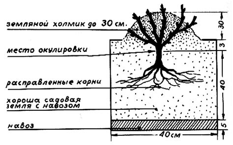 Подготовка основы для розы