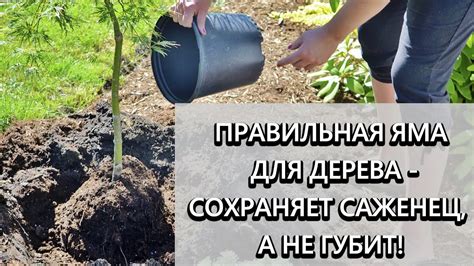 Подготовка почвы и посадка саженца садового плакучего дерева