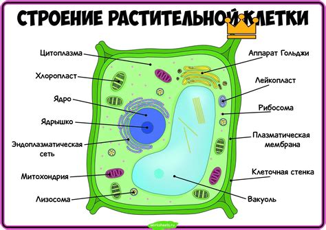 Подготовка рисунка и разбиение на клетки