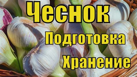 Подготовка чеснока к хранению