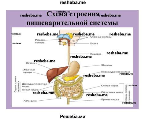 Поддержание здорового обмена веществ и улучшение работы пищеварительной системы