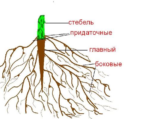 Поддержка розы и укрепление корней