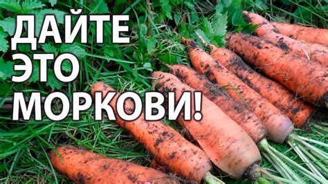 Подкормка и удобрение моркови