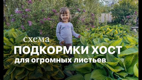 Подкормка как основа для здоровых листьев