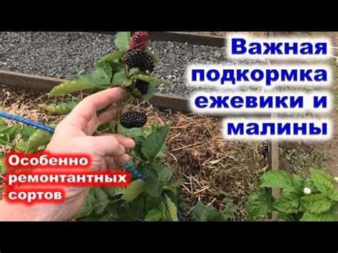 Подкормка малины мочевиной в осень: полезные советы и проблемы